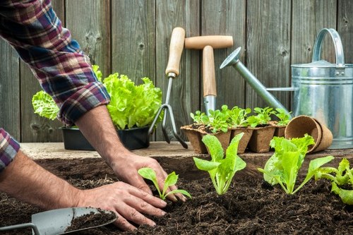 The image depicts a gardener planting young lettuce plants into rich, dark soil in a landscaped garden or backyard. In the foreground, a person's hands are carefully handling the plants, with a gardening trowel partially embedded in the soil nearby. Behind the planting area, there are several gardening tools resting against a weathered wooden fence, including a hand trowel, a small watering can, and a garden fork. To the left, a tray with additional seedlings is visible, indicating ongoing planting activity. The garden surface features a combination of soil and neatly maintained lawn grass, with the lawn occupying part of the background. The scene is outdoors under natural daylight, suggesting a calm, mild weather day suitable for gardening. The garden setting is likely part of a residential property in Ruislip, and the scene illustrates typical gardening and planting services offered by landscapers Ruislip, including vegetable planting, soil preparation, and garden maintenance, contributing to a well-kept outdoor space.
