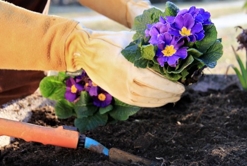 The image shows a gardener's gloved hand planting a vibrant purple and yellow-flowered primula into dark, moist garden soil in a landscaped outdoor space. In the foreground, there is a small garden trowel with a blue handle resting on the soil, indicating active planting work. The background suggests a well-maintained garden bed with a variety of other plants and greenery, possibly including additional flowering plants and shrubs. The scene is illuminated by natural daylight, and the overall setting appears to be part of a neat, organized outdoor area typical for gardening and landscape maintenance services in Ruislip or nearby areas. The visual emphasizes the process of planting and soil preparation, relevant to professional gardening and landscaping practices provided by companies like Landscapers Ruislip.
