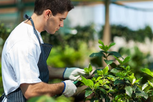 A young male gardener wearing a white t-shirt, an apron, and gardening gloves is carefully examining and tending to lush green shrubbery in a well-maintained garden or nursery environment. The garden features vibrant, healthy foliage with various shades of green, and the background shows a bright outdoor space with a greenhouse structure, supporting natural light and a controlled environment for plant growth. The scene highlights professional gardening practices, such as pruning or inspecting plants, which are part of comprehensive landscaping and outdoor maintenance services provided by Landscapers Ruislip. The image captures the detail of the plant's glossy leaves and the organized, tidy layout of the garden area, emphasizing the importance of precise care and environmental awareness in garden landscaping. The overall setting appears fresh and welcoming, reflective of high standards in garden management and safety compliance in an outdoor space near Ruislip, suitable for residential or commercial landscaping projects.