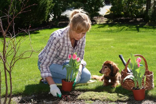 A woman with blonde hair, dressed in a plaid shirt and light blue jeans, is kneeling on a well-maintained grassy lawn in a garden, actively engaged in planting or tending to tulips in small terracotta pots. The garden features a lush, green lawn bordered by a variety of mature trees and shrubs in the background, with some areas of soil visible for planting. Nearby, a wicker basket filled with additional tulips and gardening tools suggests ongoing garden maintenance. The lighting indicates a bright, sunny day with clear weather, creating natural shadows and vibrant colours in the scene. The setting is a typical outdoor space associated with residential gardening services, highlighting lawn care, planting, and garden restoration activities that a company like Landscapers Ruislip might undertake to promote environmental sustainability and local beautification.