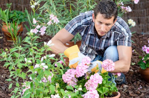 A man engaged in gardening activities within a well-maintained outdoor garden area, tending to a variety of flowering plants with pink and white blossoms. The garden features a mix of ornamental flowers, lush green foliage, and soil beds, with some potted plants visible in the background. The man is crouched down, wearing a short-sleeved plaid shirt and jeans, carefully pruning or inspecting the plants, suggesting a professional gardening or landscaping service environment typical of residential gardens in Ruislip. The setting appears to be outdoors on a bright day, with natural sunlight illuminating the vibrant colors of the flowers, the textured soil, and the surrounding greenery, reflecting the attention to detail seen in gardening services offered by Landscapers Ruislip. Overall, the scene emphasizes healthy, cultivated plants in a landscaped outdoor space suitable for garden maintenance and enhancement services.